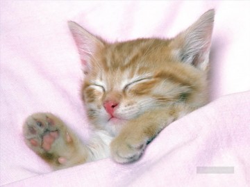 Chat œuvres - chat endormi dans son lit